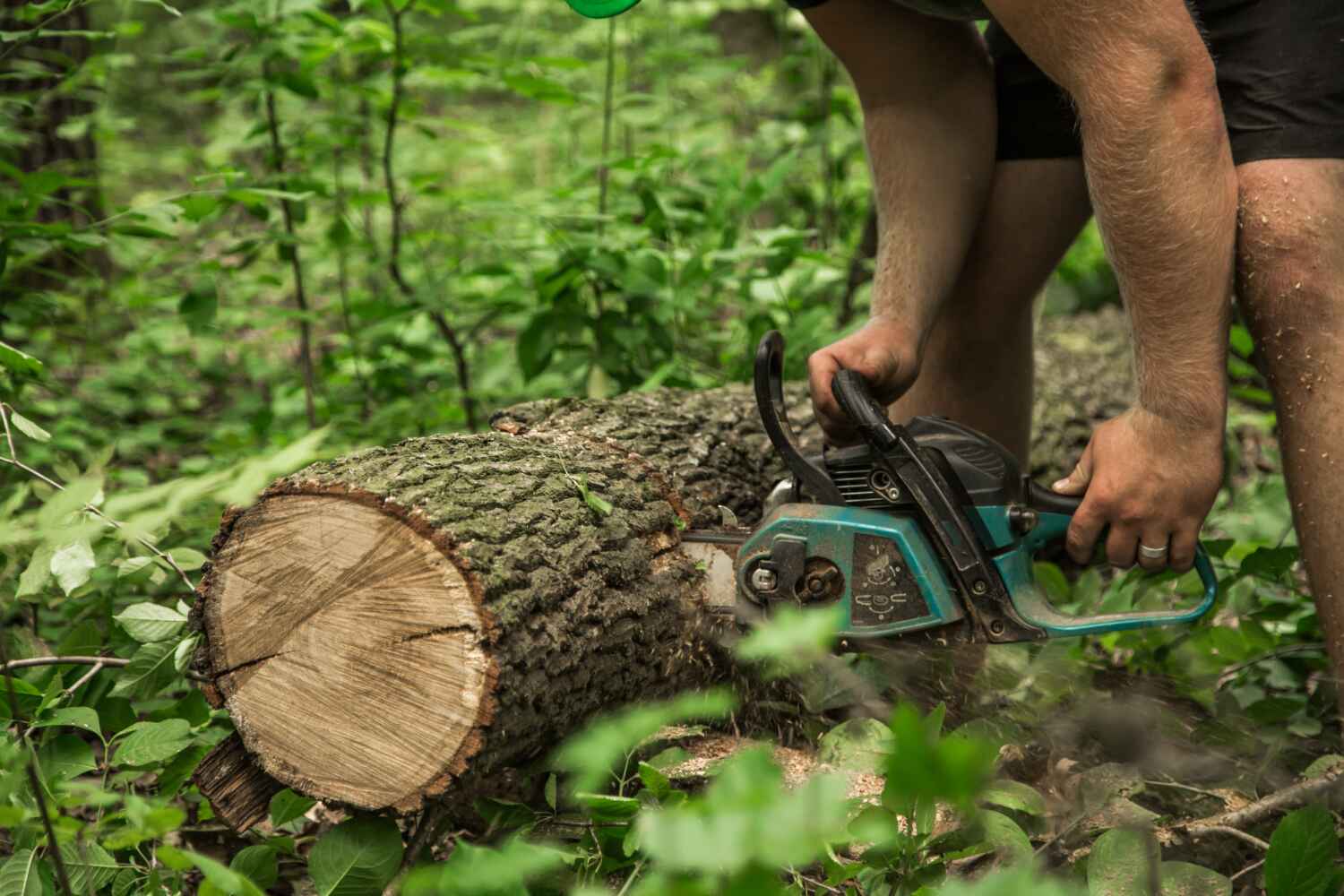 Best Tree Care Services  in Columbus, NC